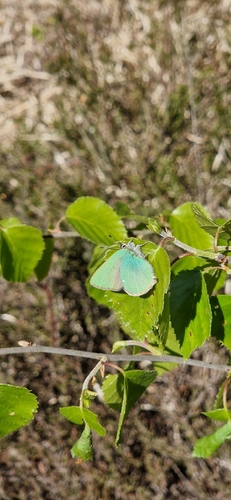Green Hairstreak, Zwartemeer, Nederland, photo 6 of 10