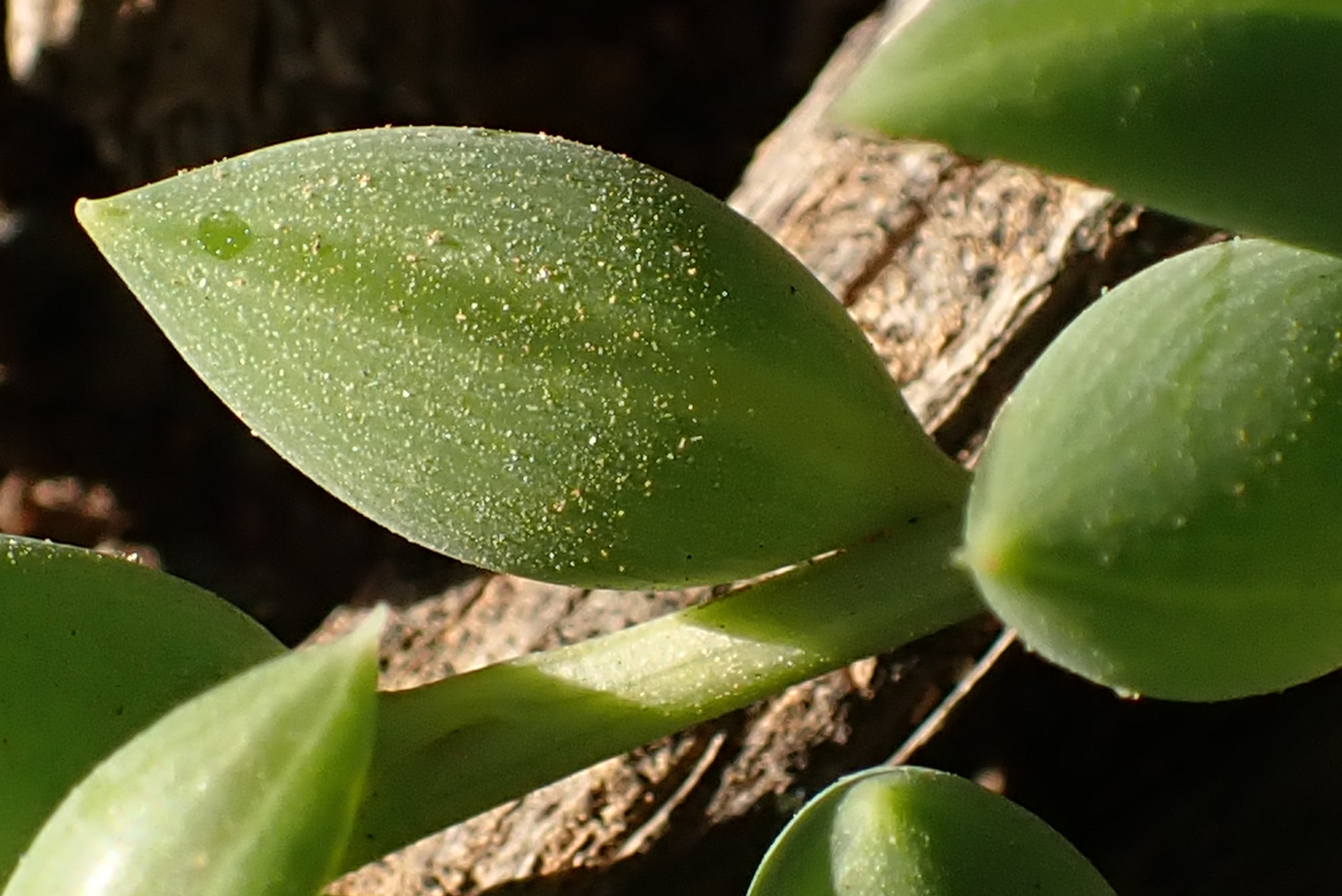 Imagem de Senecio anzol