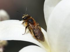 Andrena dorsata
