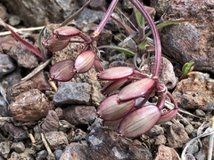 Lomatium canbyi