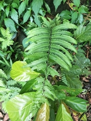 Pseudocyclosorus esquirolii