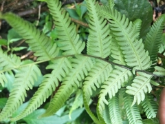 Pseudocyclosorus esquirolii