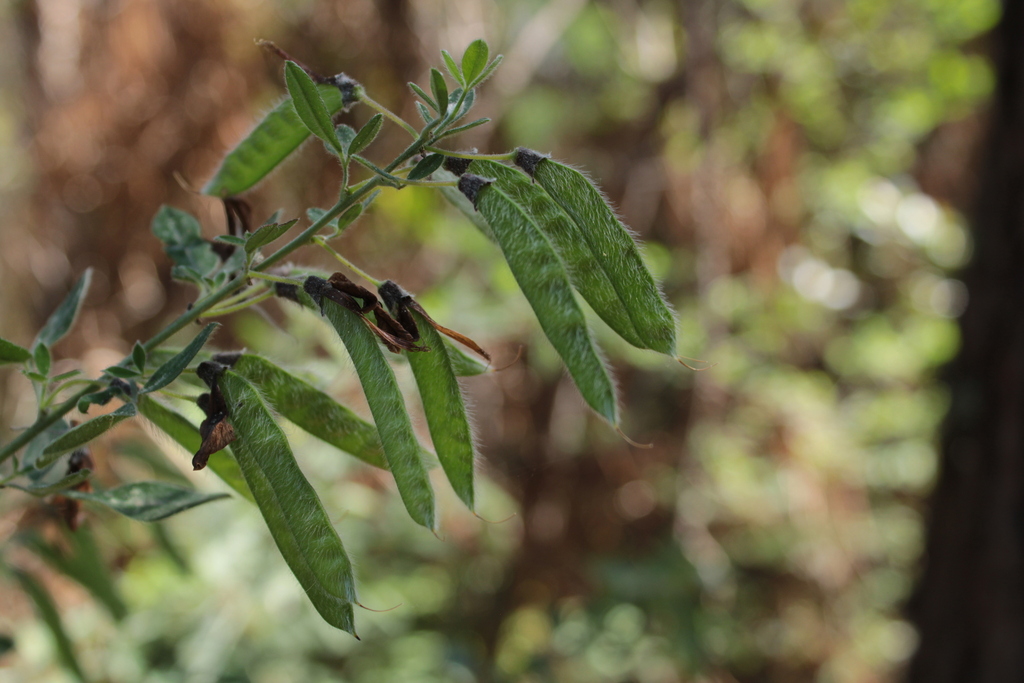 Cytisus villosus; photograph (c) marius, some rights reserved (CC BY)