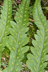 Polypodium calirhiza
