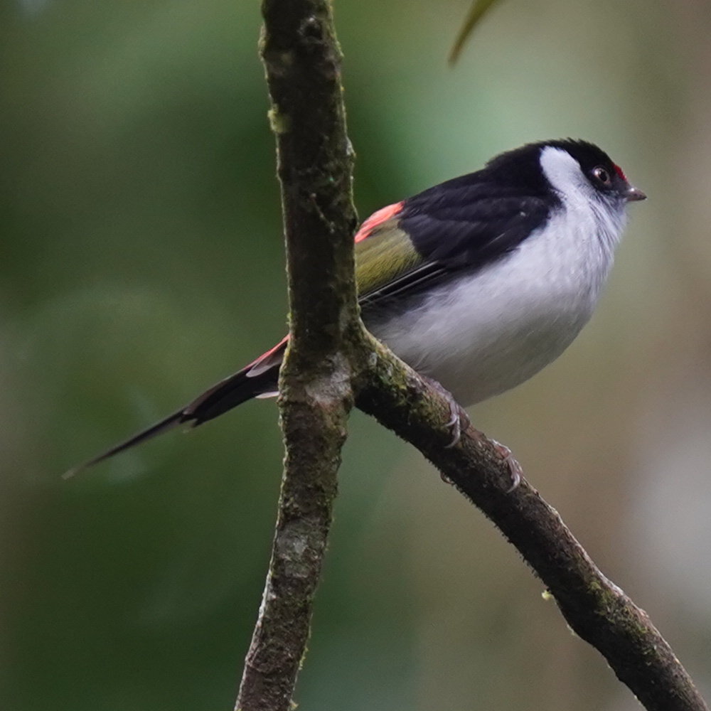 Pin-tailed Manakin (Ilicura militaris), photo 7