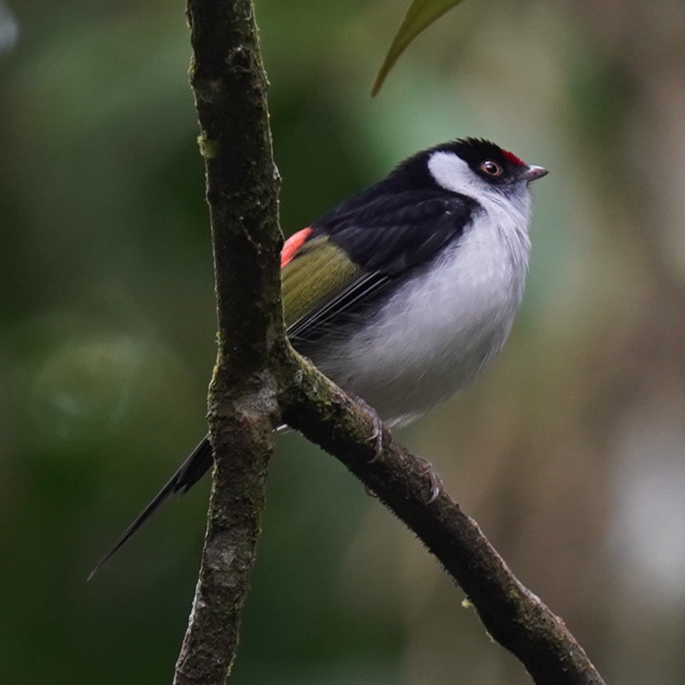 Pin-tailed Manakin (Ilicura militaris), photo 6