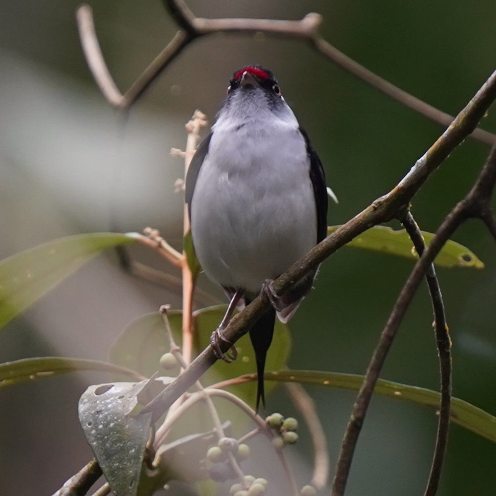 Pin-tailed Manakin (Ilicura militaris), photo 8