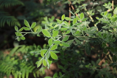 (c) marius, some rights reserved (CC BY) Cytisus villosus, photograph (c) marius, some rights reserved (CC BY)