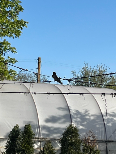 Barn Swallow