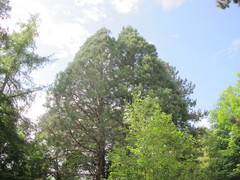 Sequoiadendron giganteum