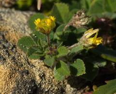 Medicago minima