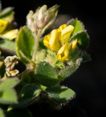 Medicago minima