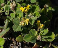 Medicago minima