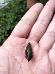 Semisulcospiridae