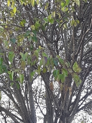 Spinus psaltria