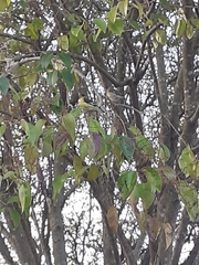 Spinus psaltria
