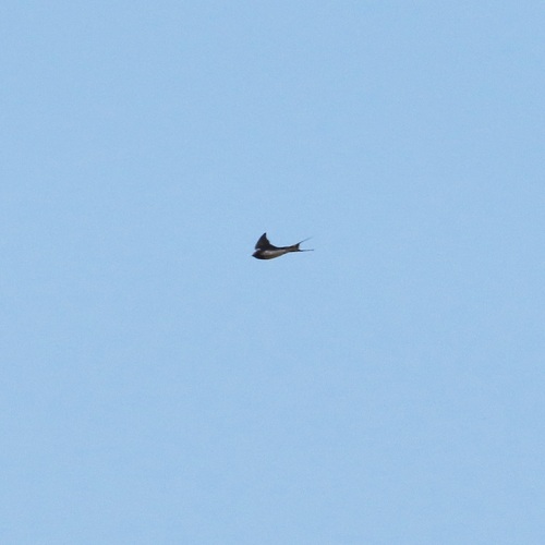 Avistamiento "Golondrina Tijereta, Golondrina de Horquilla"