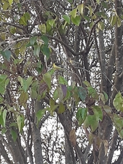 Spinus psaltria