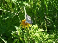 Heliopetes americanus bellatrix