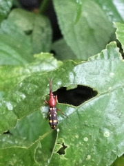 Baryrhynchus poweri