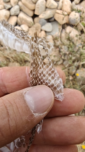 Horseshoe Whip Snake