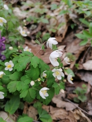 Isopyrum thalictroides