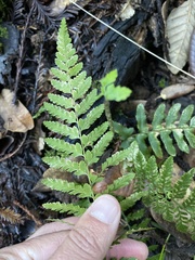 Polystichum dudleyi