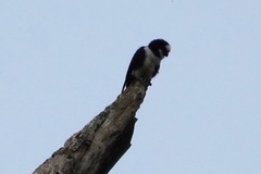 Microhierax latifrons