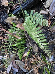 Polystichum dudleyi