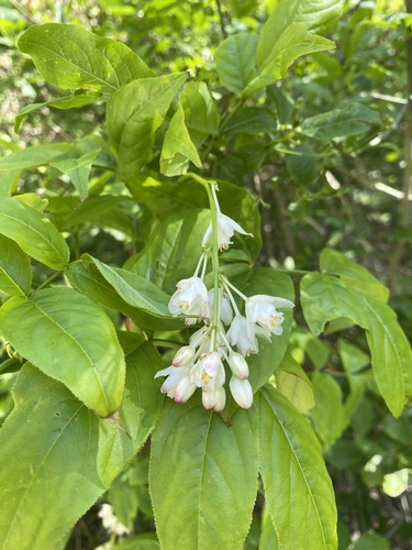 Staphylea colchica, photograph 6
