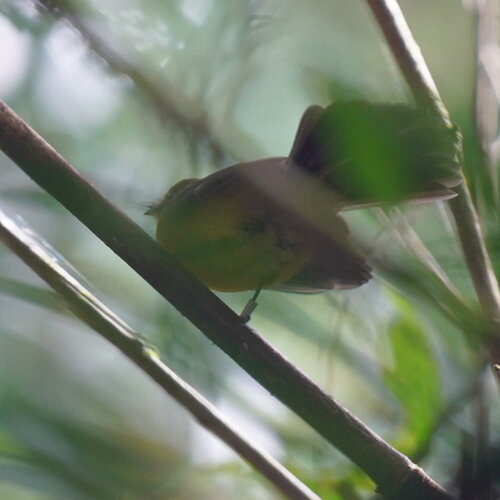 Black-tailed Myiobius (Myiobius atricaudus), photo 7