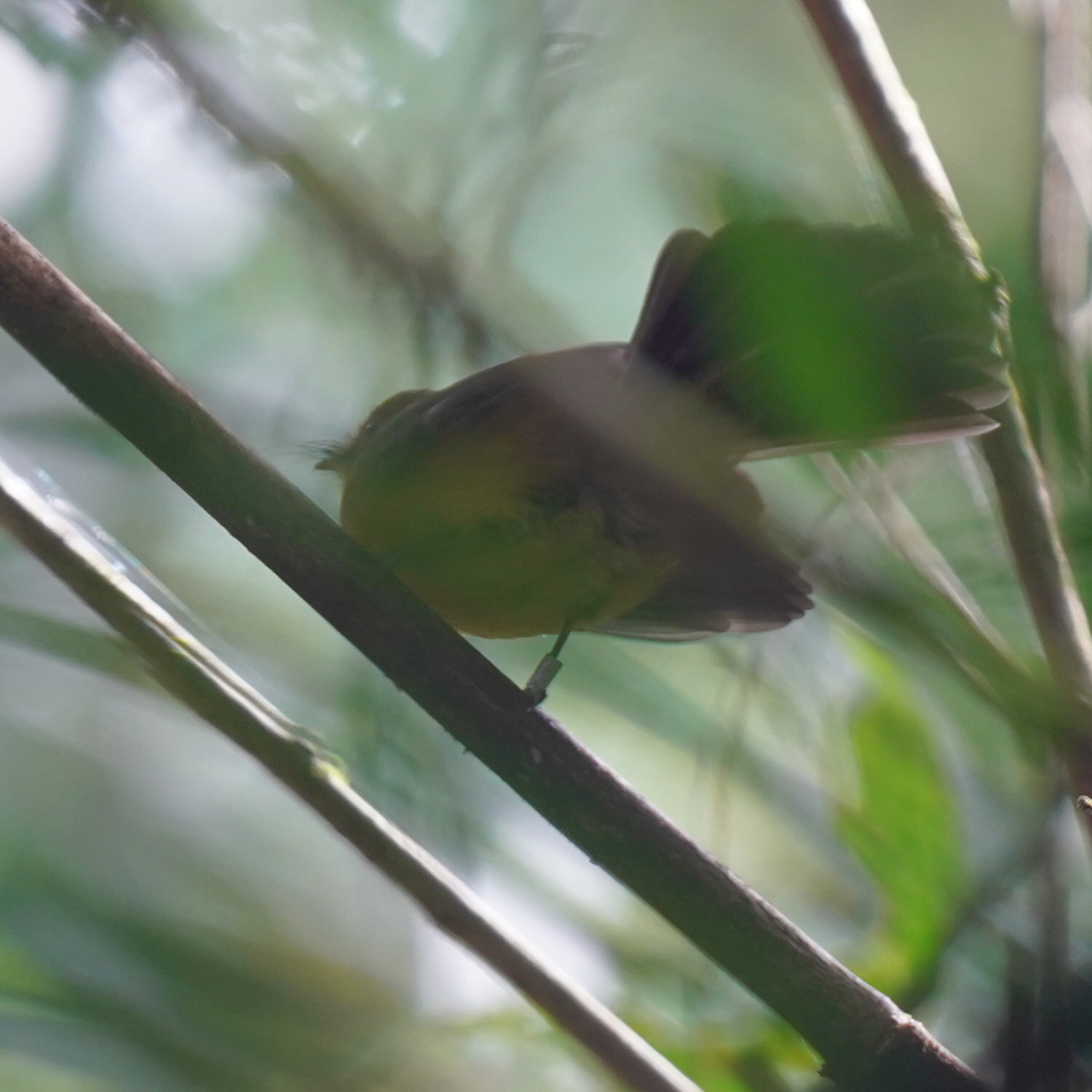 Black-tailed Myiobius (Myiobius atricaudus), photo 7