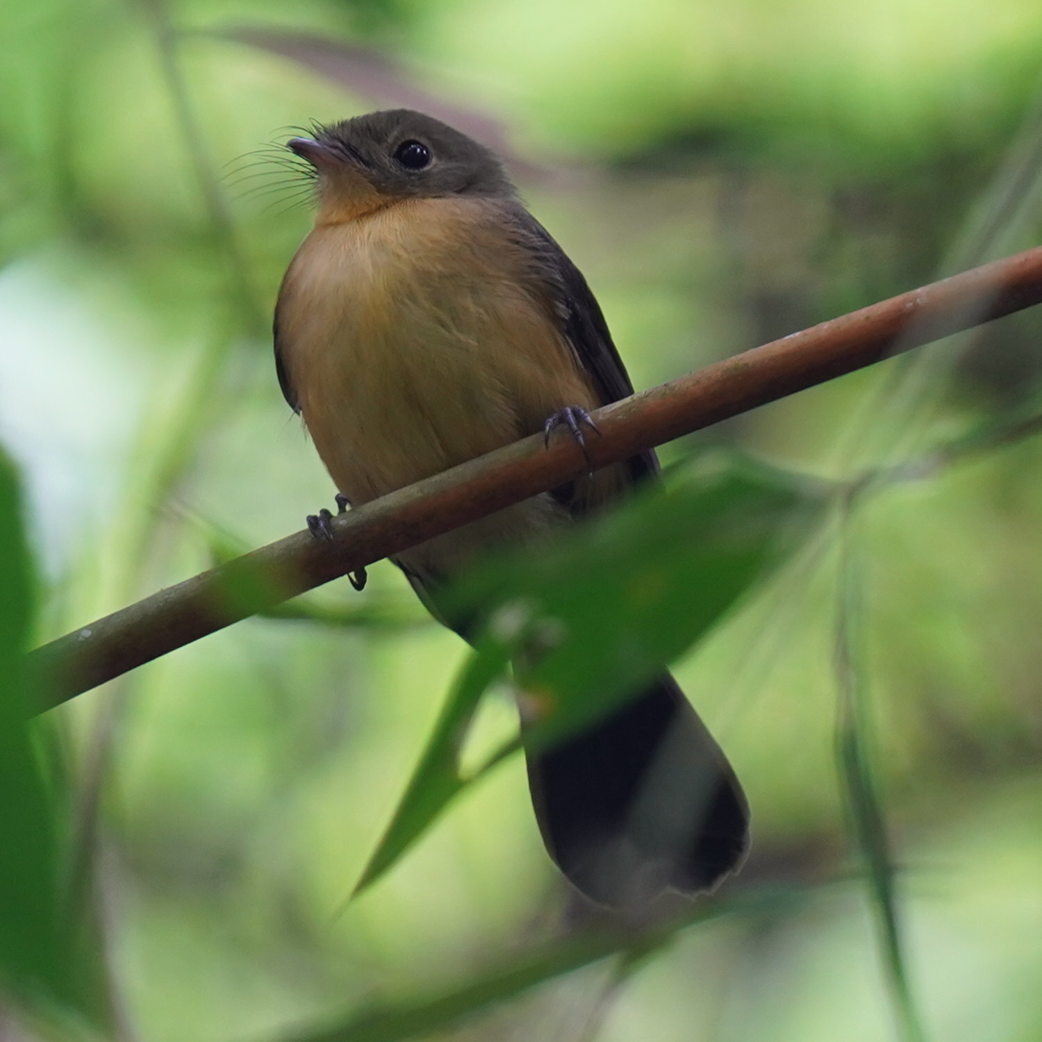 Black-tailed Myiobius (Myiobius atricaudus), photo 2