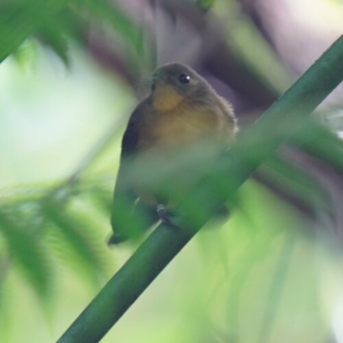 Black-tailed Myiobius (Myiobius atricaudus), photo 6