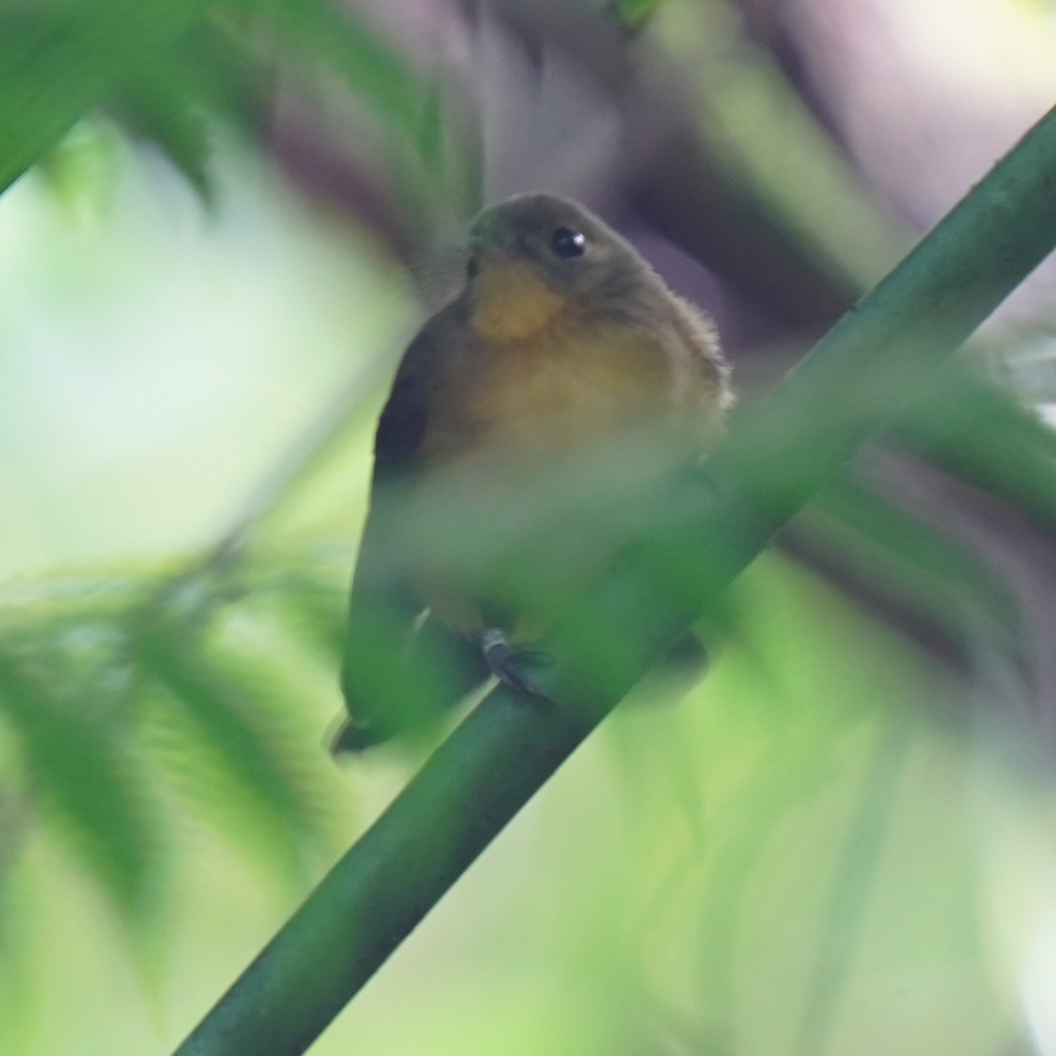 Black-tailed Myiobius (Myiobius atricaudus), photo 6