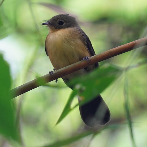 Black-tailed Myiobius (Myiobius atricaudus), photo 3