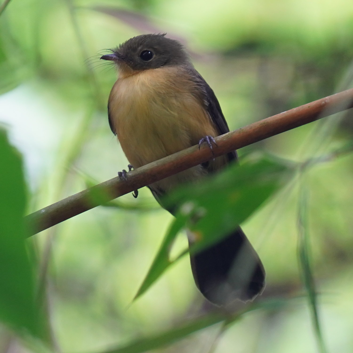 Black-tailed Myiobius (Myiobius atricaudus), photo 3