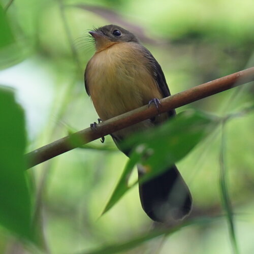 Black-tailed Myiobius (Myiobius atricaudus), photo 5