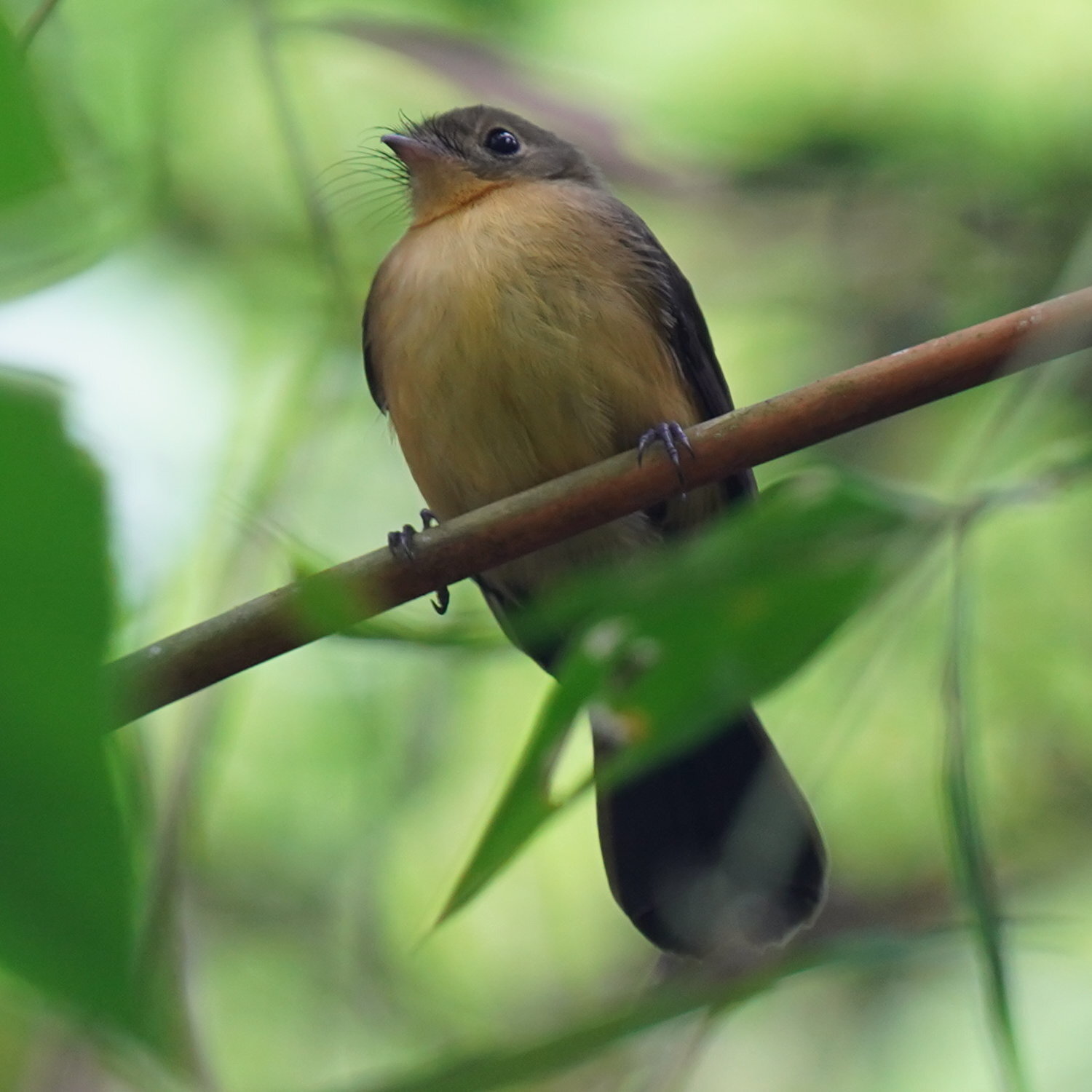 Black-tailed Myiobius (Myiobius atricaudus), photo 5
