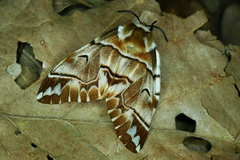 Endromis versicolora