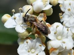 Andrena dorsata