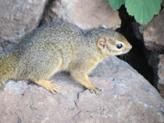 Paraxerus ochraceus
