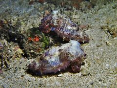 Sepia recurvirostra