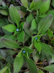 Myosotis sparsiflora