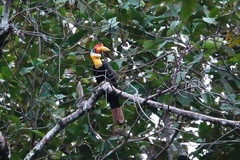 Rhabdotorrhinus corrugatus