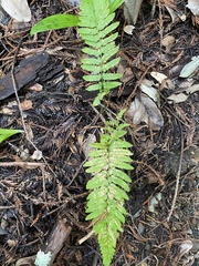 Polystichum californicum