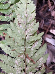 Polystichum californicum