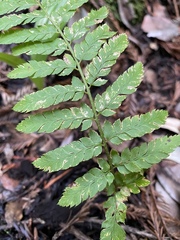 Polystichum californicum