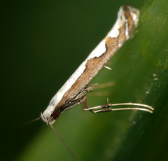 Dialectica aemula