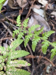 Polystichum californicum